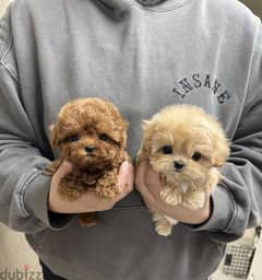 Teacup Poodle puppy's for sale. WhatsApp ‪+1484,718‑9164‬