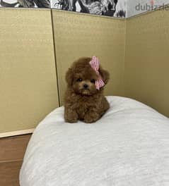 Teacup Poodle female for sale. WhatsApp ‪+1484,718‑9164‬