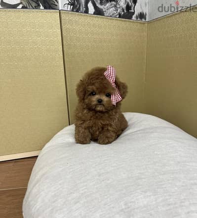 Teacup Poodle female for sale