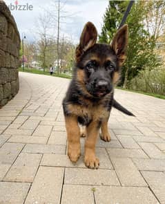 Pure German Shepherd puppy for sale