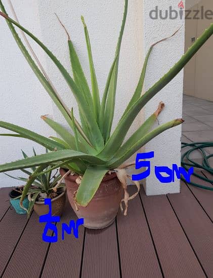 Plants with pot  OMR 5 each - plants without pot small 1 OMR 1