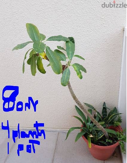 Plants with pot  OMR 5 each - plants without pot small 1 OMR 2