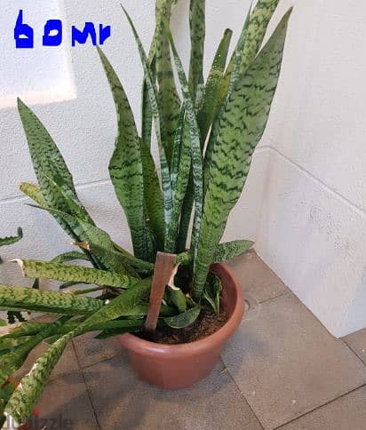 Plants with pot in-out door - Buy 2 take one free 7