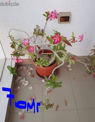 Plants with pot  OMR 5 each - plants without pot small 1 OMR 3