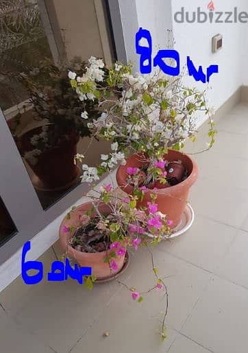 Plants with pot  OMR 5 each - plants without pot small 1 OMR 4