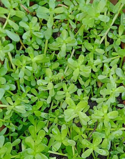 Bacopa(Brahmi)