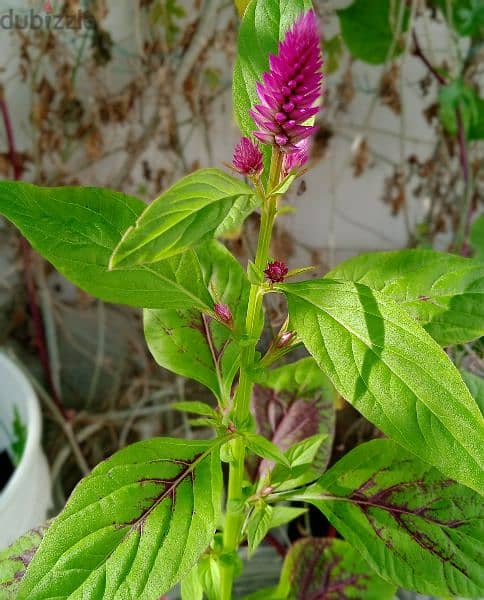 Amaranthus 0