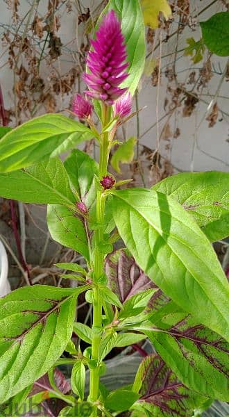 Amaranthus 1