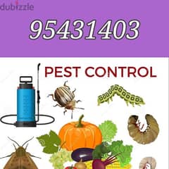 Pest Control Service and House Cleaning and Maintenance
