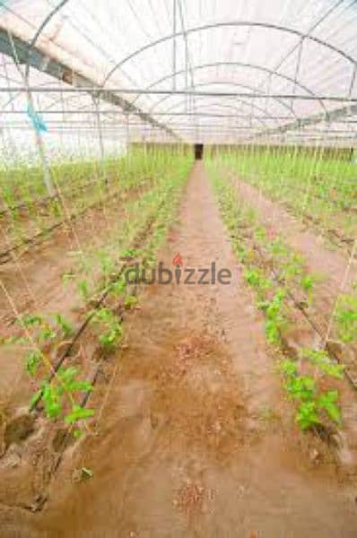 greenhouses and agricultural projects تركيب و صيانة البيوت المحمية 1