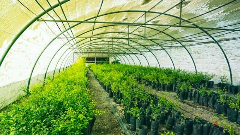 greenhouses and agricultural projects تركيب و صيانة البيوت المحمية 2