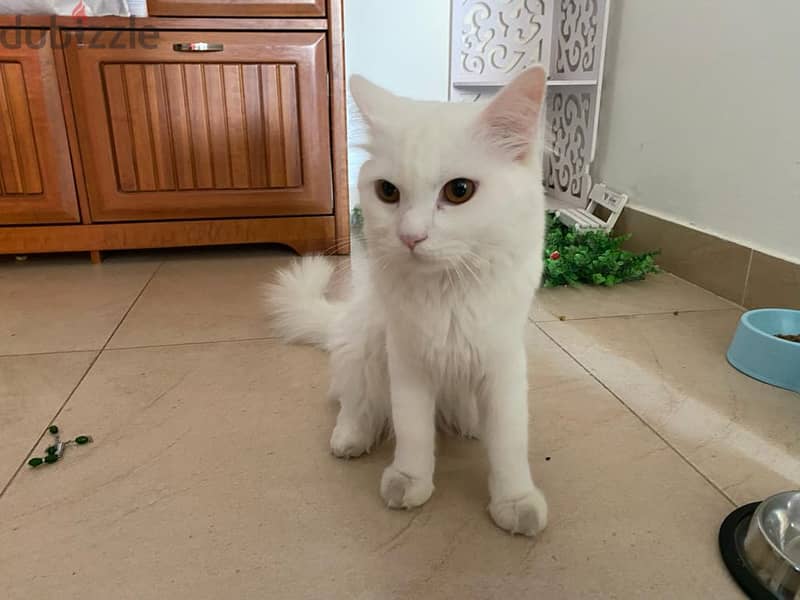 Giving my 12 months old Cute Furry Cat for Free 5