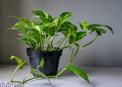 money plant cuttings (only cuttings without pot)