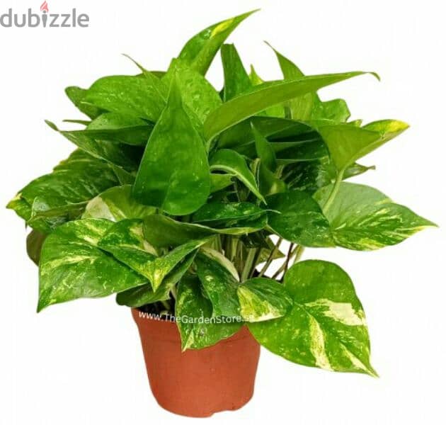 potted money plant 0