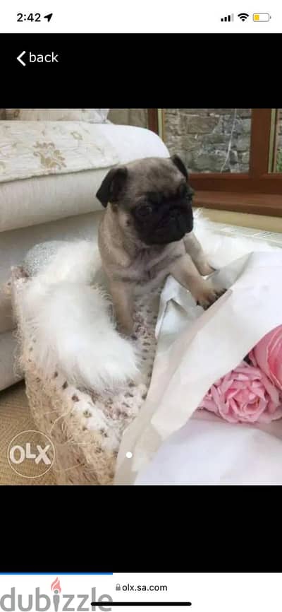 Pure Pug puppy for sale. WhatsApp me ‪ +19087684279‬