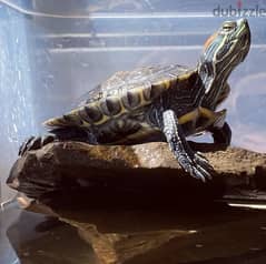 Red-eared slider turtle 0