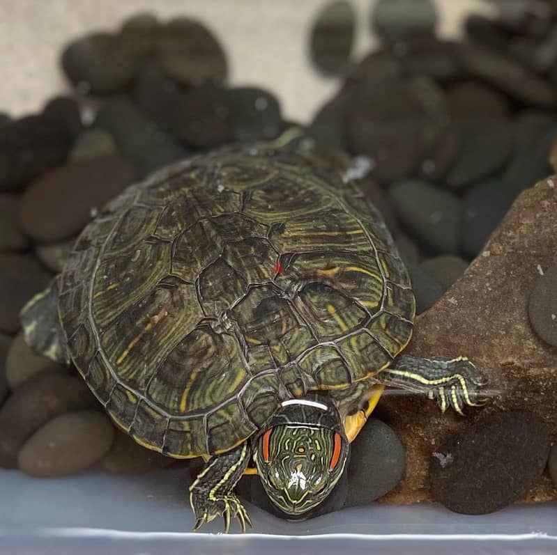 Red-eared slider turtle 1