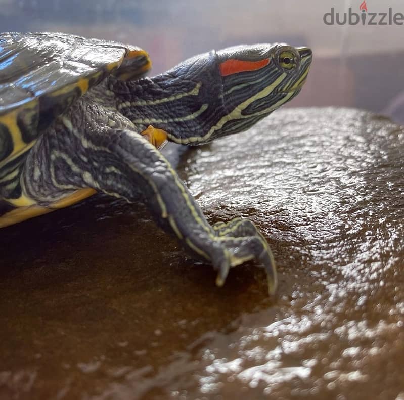 Red-eared slider turtle 2