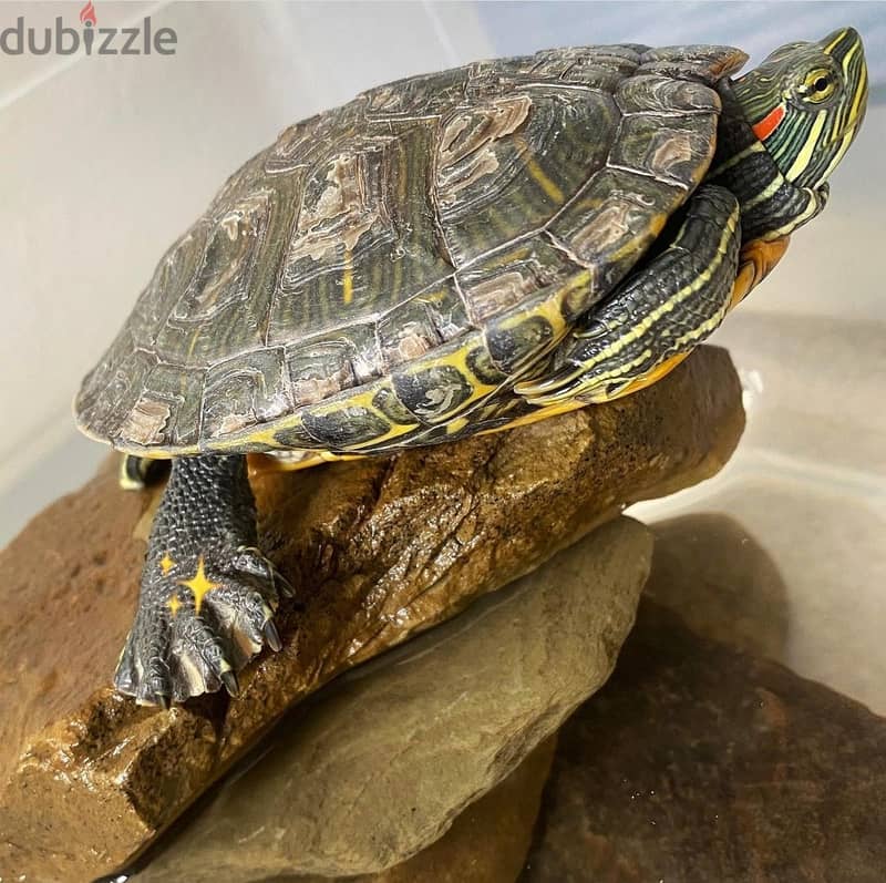 For Sale : Red-eared Slider 0