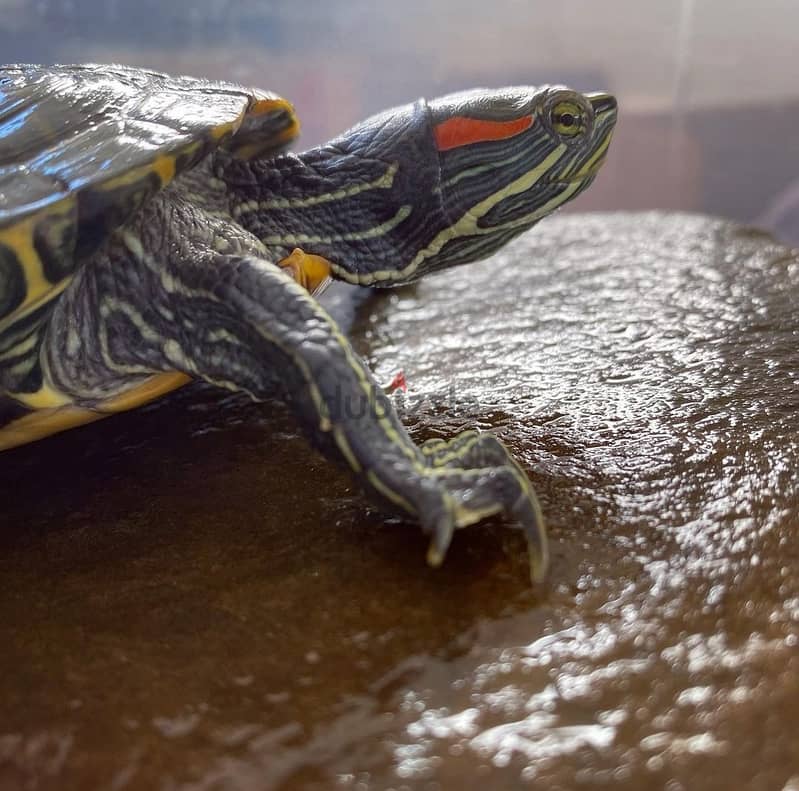 For Sale : Red-eared Slider 2