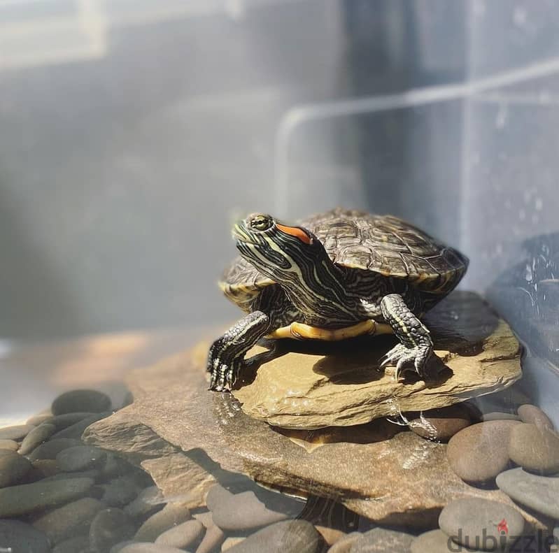 For Sale : Red-eared Slider 3