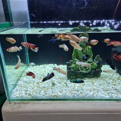 HMPK BETTA BREEDING PAIRS FOR SALE . . .