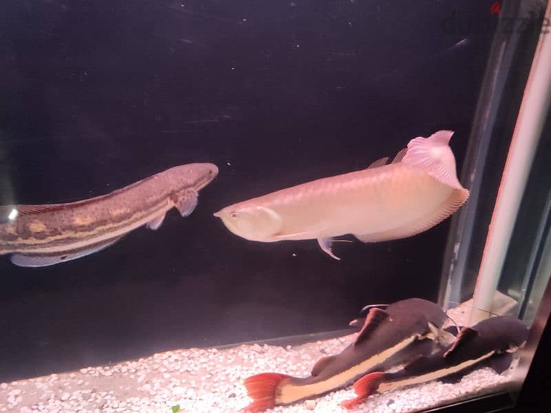 butticofery,red tail catfish 40 cm, oscar, snake head 1