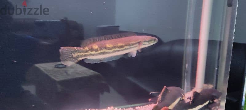 butticofery,red tail catfish 40 cm, oscar, snake head 2