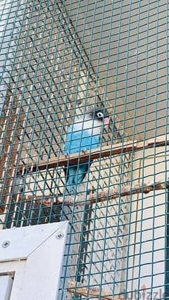 Love bird Adult (Blue)