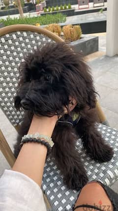 toy poodle, 10 months old, healthy with vaccine card