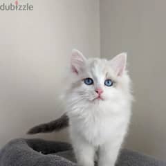 Ragdoll Kitten