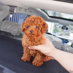 Trained poodle puppy for sale