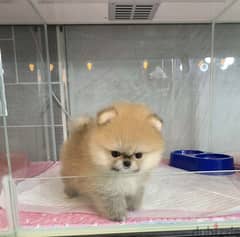 Cream Pomeranian for sale. WhatsApp ‪+1484,718‑9164‬