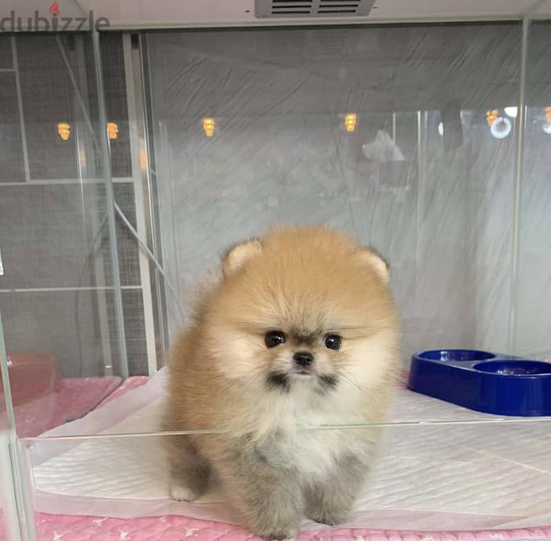Cream Pomeranian for sale. WhatsApp ‪+1484,718‑9164‬ 1
