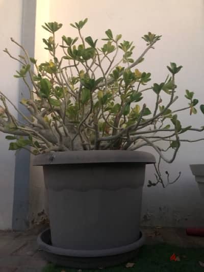 plant with big pot for sale