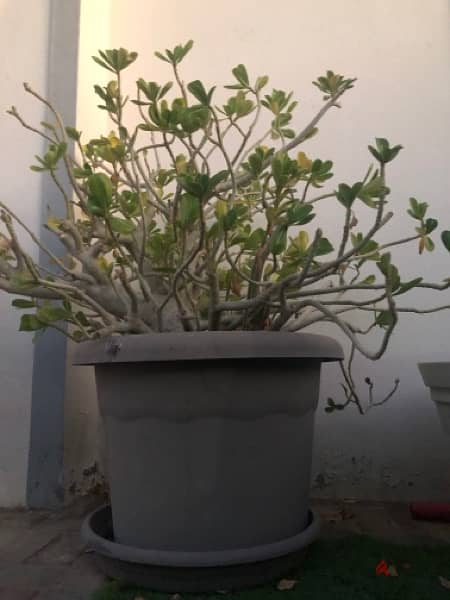 plant with big pot for sale 0