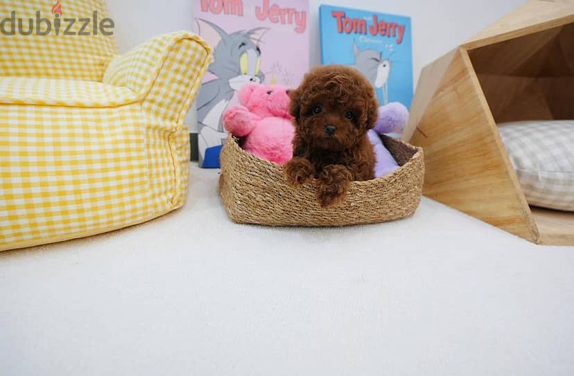 Beautiful Toy Poodle Puppies available Now!! 1