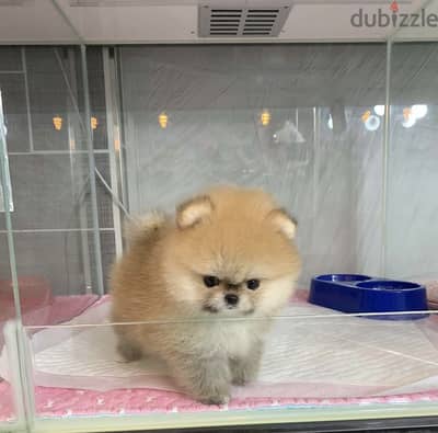 Pomeranian