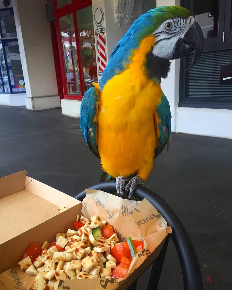 WhatsApp me ‪ +19087684279‬  Macaw for sale. 1