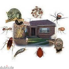 Pest Control Services, Bedbugs Insects Cockroaches Rats Ants lizards 0