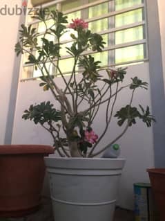 Desert rose plant with pot for sale