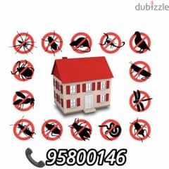 Pest Control services in Muscat, Bedbugs treatment through Spraying,