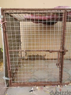 Chicken, Pet Cage for Sale
