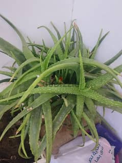 healthy alovera plant 0