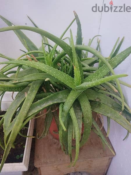 healthy alovera plant 1