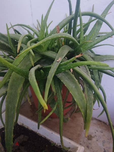 healthy alovera plant 2