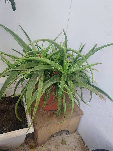 healthy alovera plant 3