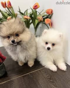 Teacup Pomeranian Puppy's for sale. WHATSAPP :‪ +1 (484),718‑9164‬