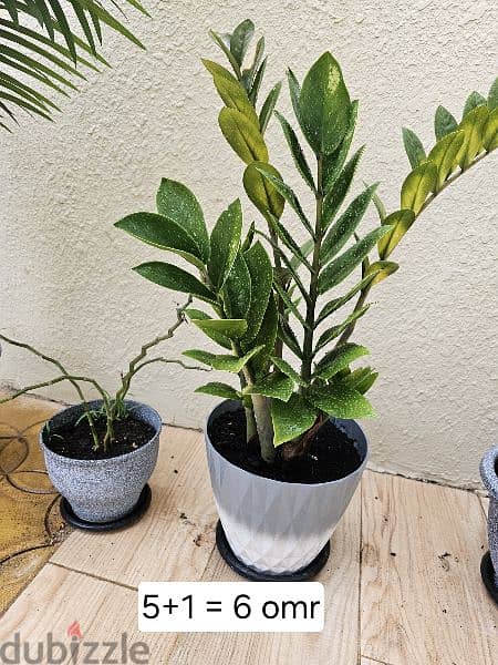 outdoor & indoor plant )نباتاتداخليةبحالة جيدة جداوبسعر منخفض 6