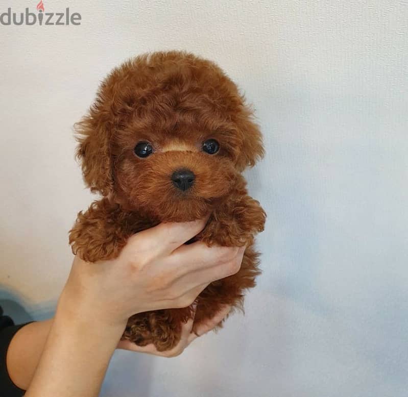 New litter of Toy Poodle puppies. WhatsApp.  ‪ +1 (484) 718‑9164‬ 0